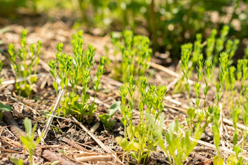Common flax or Linum Usitatissimum plant in Zurich in Switzerland