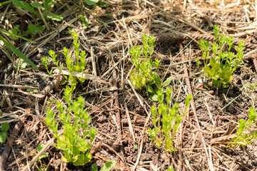 Common flax or Linum Usitatissimum plant in Zurich in Switzerland