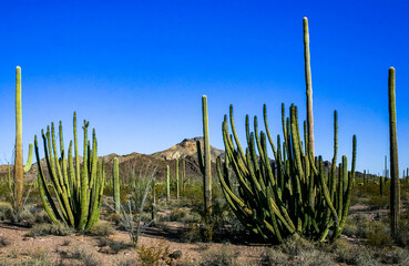 Desert landscape with cacti, Stenocereus thurberi, Carnegiea gigantea and other succulents