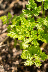 Chervil or Anthriscus Cerefolium plant in Zurich in Switzerland