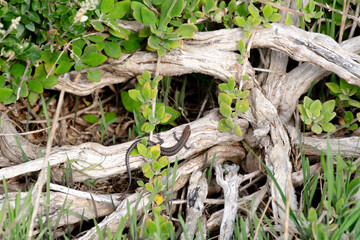 Small garden skinks  Lizard on a Log in the bush. Victoria Australia