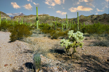 Carnegiea gigantea and Teddy-bear cholla (Cylindropuntia bigelovii) - desert landscape