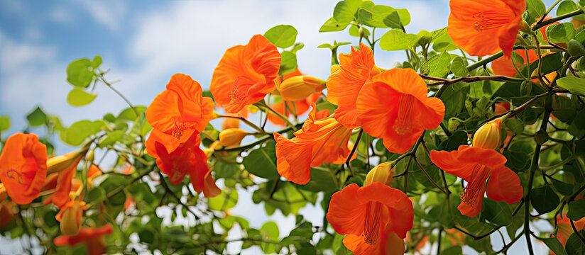 Campsis or Campsis grandiflora, also known as the Chinese trumpet vine, is a plant with vibrant flowers in orange and red hues, ideal for climbing structures. . with copy space image