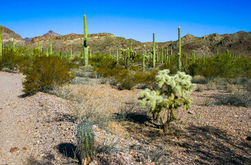 Carnegiea gigantea and Teddy-bear cholla (Cylindropuntia bigelovii) - desert landscape