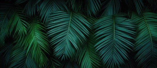 The dark green palm leaf color creates a textured background with tropical vibes, ideal for a copy space image.