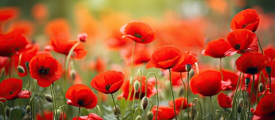 Fototapeta premium Vivid red poppies in full bloom during summer captured in a close-up copy space image.