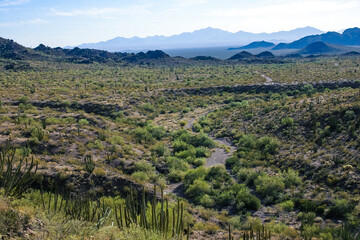Desert landscape with cacti (Stenocereus thurberi, Carnegiea gigantea) and other succulents in...