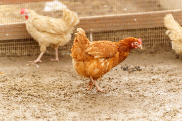 Group of chickens standing in a row, each clucking and pecking at the ground.