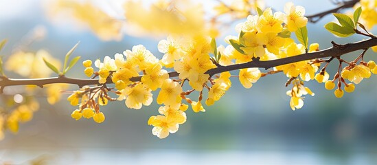 Lovely yellow blossom in the park with copy space image.