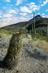 Ferocactus wislizeni (Fishhook Barrel Cactus) - flowering plant with ripening fruits and seeds in...