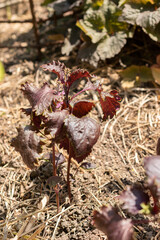Perilla Frutescens var crispa plant in Zurich in Switzerland
