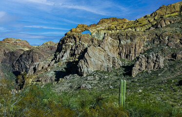 Desert landscape with cacti (Opuntia, Stenocereus thurberi, Carnegiea gigantea) and other...