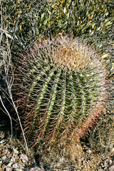 Ferocactus wislizeni (Fishhook Barrel Cactus), a large specimen of cactus in the rock desert in...