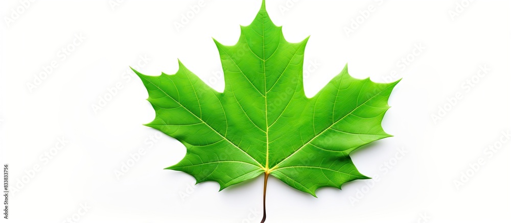 Poster maple leaf in green color, with copy space image on a white background.