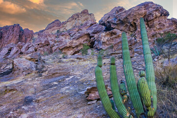 Desert landscape with cacti, Stenocereus thurberi, Carnegiea gigantea and other succulents and...