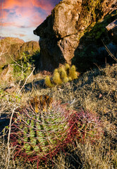 Ferocactus wislizeni (Fishhook Barrel Cactus) - flowering plant with ripening fruits and seeds in...