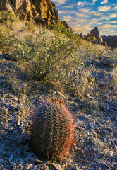 Ferocactus wislizeni (Fishhook Barrel Cactus) - flowering plant with ripening fruits and seeds in...