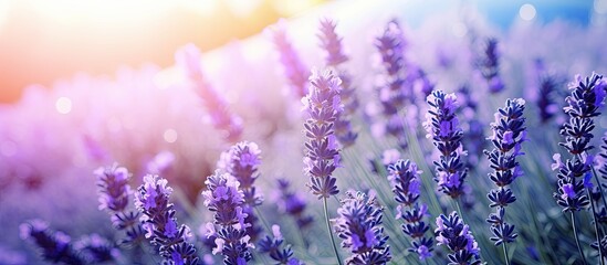 Beautiful lavender flowers blooming in a garden with copy space image.