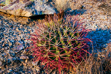 Ferocactus wislizeni (Fishhook Barrel Cactus), a young plant growing among stones in a rock desert