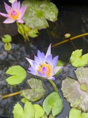 pink water lilies