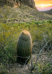 Ferocactus wislizeni (Fishhook Barrel Cactus), a large specimen of cactus in the rock desert in...