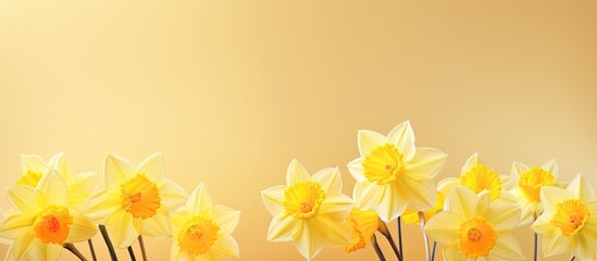 Obraz premium Artistic arrangement of lovely daffodils on a bright backdrop with copy space image.