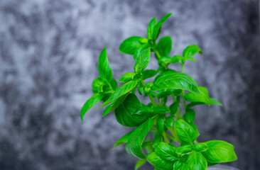 Basil green fresh leaves bush growing in kitchen.  Green basil plant . Seasoning for italian kitchen recipe.