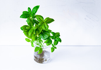 Basil green fresh leaves bush growing in transparent glass .  Green basil plant with leaves in...