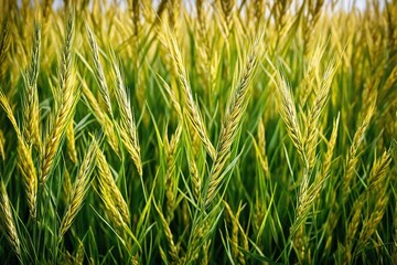 green grass background