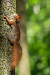 Sciurus vulgaris - cheerful squirrel in the forest