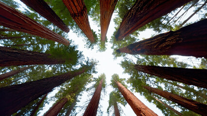 An upward view of a circle of red wood trees in the woods with copyspace, 16:9, 300dpi
