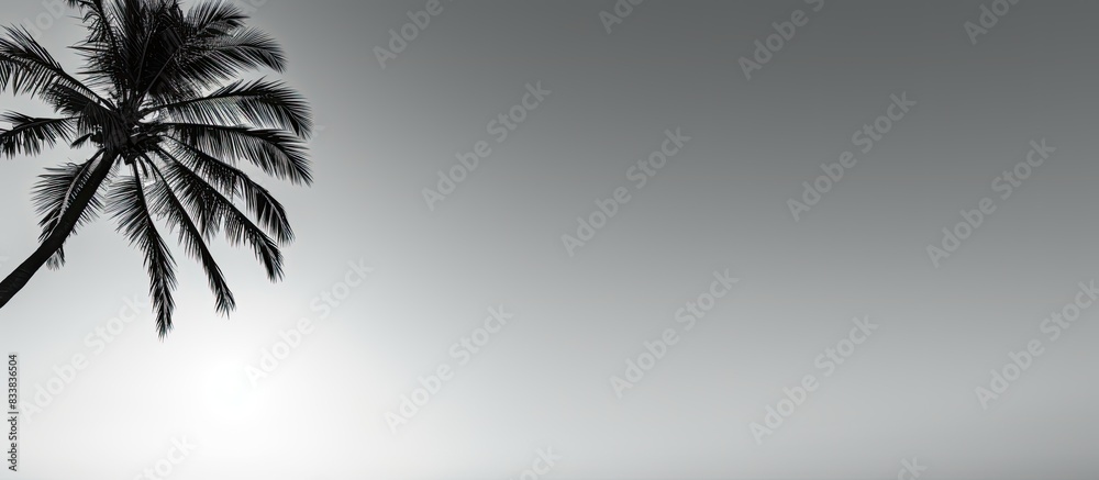 Poster monochrome backdrop featuring a coconut tree silhouette against a clear sky with copy space image.