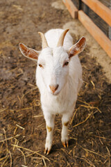 Obraz premium Close-up view of a curious goat surrounded by wooden fencing in a rustic pen. Vertical photo