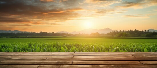 A stunning natural view of a rice field landscape on a wooden floor under a rainy season sunset, perfect for a copy space image.