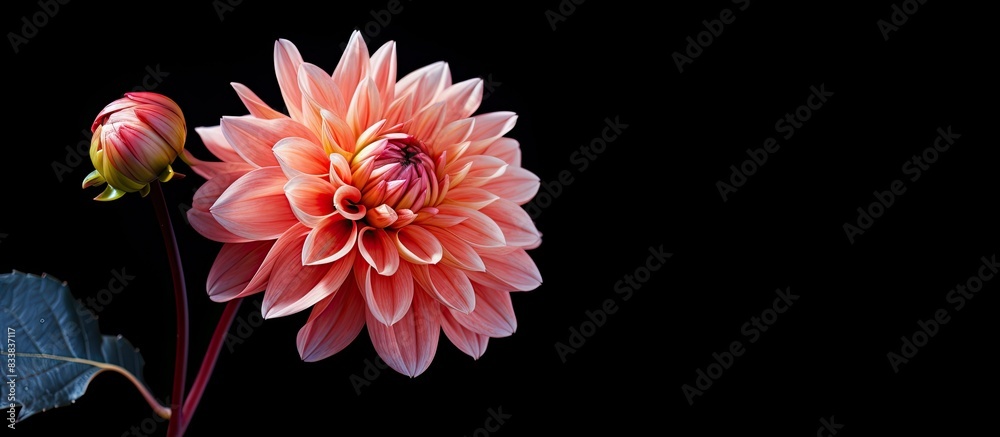 Fototapete Close range view of a flower with space for text or graphics. with copy space image. Place for adding text or design