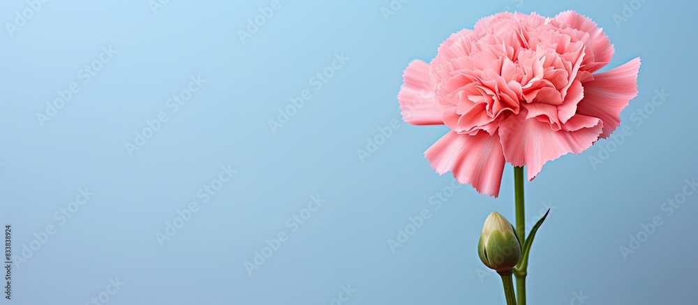 Poster a pink carnation presented in a charming way, with copy space image.