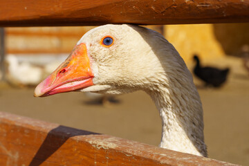 Geese group are peacefully coexisting within a fenced-in area on a farm
