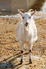 Goat on farm look peaceful and content in their enclosed environment. Selective focus. Vertical photo