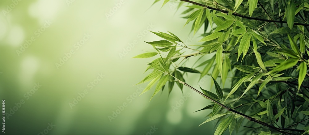 Aufkleber Background consisting of bamboo leaves with space for adding images. with copy space image. Place for adding text or design