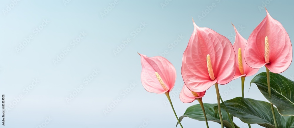 Poster background featuring anthurium flowers with copy space image.
