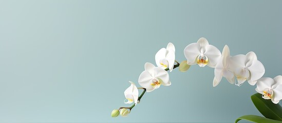 An elegant white Phalaenopsis orchid against a plain background, perfect for a copy space image.