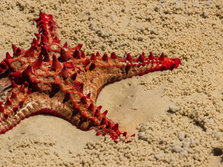 A red knob sea star (protoreaster linckii) washed up on a beach in Mozambique, surrounded by the...