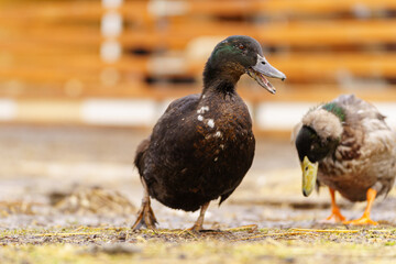 Black duck meander through a dusty field, explore the surroundings on farm