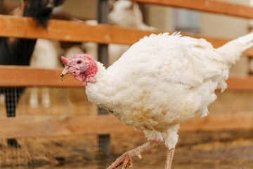 Turkey in the village selective focus. Poultry farm, suburban wildlife