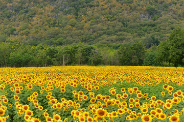 Fototapeta premium sunflowers blossom in the field