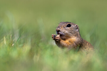 Spermophilus citellus - beautiful ground squirrel