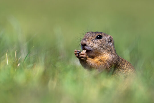 Spermophilus citellus - beautiful ground squirrel