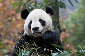 Close up Giant Panda, Shenshuping, Wolong Panda Base