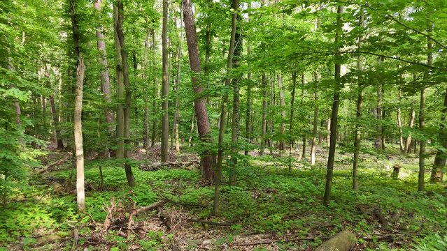 Wald