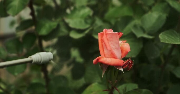 An orange colored rose flower is being sprayed against diseases and pests